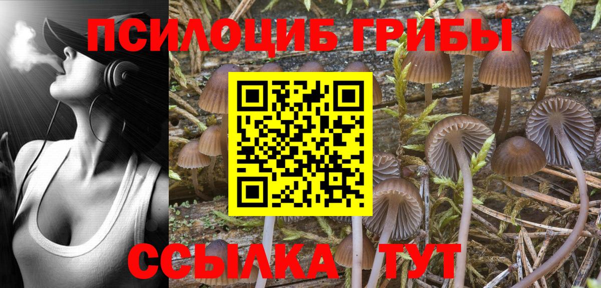 Псилоцибиновые грибы Psilocybe Добрянка